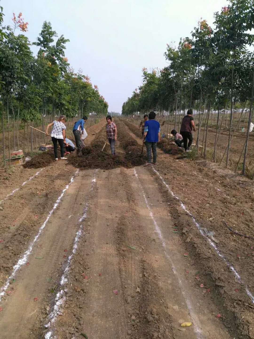 林地種植大球蓋菇.jpg